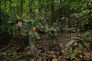 Patrick Blanc in a swampy lowground in forest understory among Trigonostemon sandakanensis monocaulous treelets, Deramakot FR, Sabah, Borneo, July 2022 