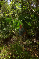 Patrick Blanc in a Thrinax radiata hammock understory with Lasiacis divaricata in the foreground, Islamorada Key, Florida, July 2016