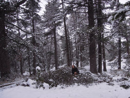 Patrick Blanc in a vegetative population of Rhododendron ferrugineum emerging in spring from snow bed with their persistant leaves , Grisons, Switzerland, May 2016