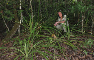 Patrick Blanc in Bromelia pinguin population, Lagos de Menegua, Puerto Lopez, Meta, Colombia, Oct. 2016