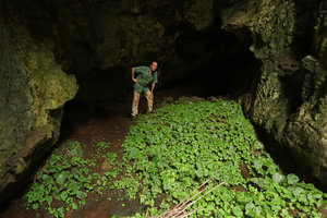 Patrick Blanc in cave entrance behind the green iridescent Monophyllaea hirticalyx, Banjaran, Ipoh, Malaysia, Aug. 2018