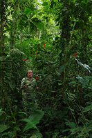 Patrick Blanc in forest understory among tall flowering Ruellia chartacea, Yasuni NP, Ecuador, Aug. 2021