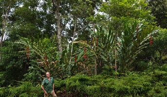 Patrick Blanc in front of a clump of Alpinia nutans with many hanging infructescences, 800 m asl, Waraka, Seram, Moluccas, April 2024