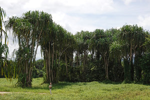 Patrick Blanc in front of a dense population of the multistemmed Pandanus atrocarpus in a cleared swampy forest, Takua Pa, Thailand, June 2019
