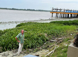 Patrick Blanc in front of a dense vegetative population of Crinum erubescens on the muddy banks of the Guayas river, emersed at low tide, Guayaquil, Ecuador, Aug. 2021
