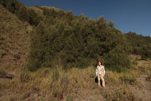 Patrick Blanc in front of a male vegetative population through root suckers of Casuarina junghuhniana, Bromo caldera, Java, April 2018