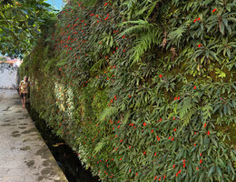 Patrick Blanc in front of a permanently seeping stone wall covered with Seemannia sylvatica, Pousada de Baucau, Timor Leste, Aug. 2026, 
