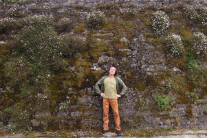 Patrick Blanc in front of a stone wall covered by the naturalized Erigeron karvinskianus, Como Lake, Italy, May 2016