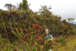 Patrick Blanc in front of Blechnum schomburgkii and among the flowering Macleania rupestris, Chingaza paramo, Bogota, Colombia, Oct. 2016