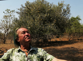 Patrick Blanc in front of Gardenia volkensii in full bloom, Chobe NP, Botswana, Sept. 2017