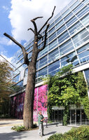 Patrick Blanc in front of his 22 years old vertical garden at the Fondation Cartier just after the death of the 200 years old Lebanon cedar, Fondation Cartier, Paris, Aug.2020