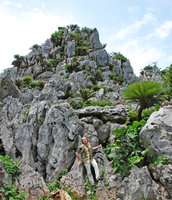 Patrick Blanc in  limestone habitat of Cycas revoluta, Dai Sekirinzan, Okinawa, Japan, April 2012