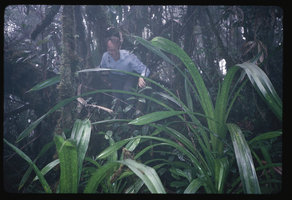 Patrick Blanc in montane forest with Pandanus sp., Gunung Ulu Kali, Malaysia, Aug. 1987