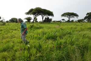 Patrick Blanc in savanna by a rainy day among Vachellia (syn. Acacia) tortilis and purple flowered Siphonochilus kirkii, Katavi NP, Tanzania, Jan. 2021