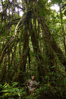 Patrick Blanc inside a cathedral Ficus combining strangling and banyan habits, Karawari, Sepik, Papua New Guinea, March 2016