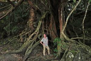 Patrick Blanc inside a Ficus on the Dong Nai river banks, Cat Tien NP, Vietnam, Nov. 2019