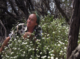 Patrick Blanc inside a flowering Pimelea linifolia, Manly, Sydney, Sept. 2013