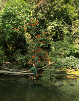 Patrick Blanc inside a forest stream, under a flowering individual of Saraca declinata, Khao Sok NP, Thailand, March 2017