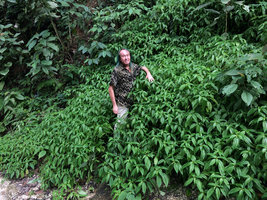 Patrick Blanc inside a vegetative population of a Pilea species, Minca, Sierra Nevada de Santa Marta, Magdalena, Colombia, Nov. 2016