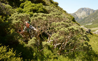 Patrick Blanc inside the canopy of an Olearia shrub, Mount Cook, New Zealand, 2012
