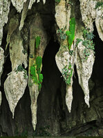 Patrick Blanc inspired by his photo of Monophyllaea pendula hanging from stalactites at Gunung Mulu for his new Dreamscape Garden concept at Changi T 2, Singapore
