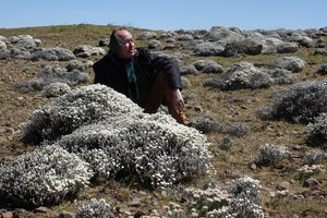 Patrick Blanc in the afroalpine steppe, sitting behind big cushions of Helichrysum citrispinum, Sanetti Plateau, 4000 m asl, Bale NP, Ethiopia, Jan. 2019