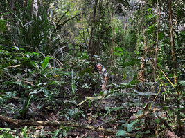 Patrick Blanc in the freshwater forest habitat of Barclaya kunstleri, among the spiny leaves of Benstonea atrocarpa and Cyrtosperma merkusii, Bukit Timah NR, Singapore, Nov. 2023
