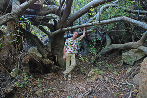 Patrick Blanc in the potentially immortal basally clumping Brabejum stellatifolium, Kirstenbosch, South Africa, Dec 2008