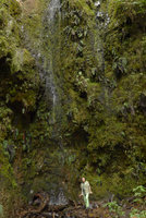 Patrick Blanc in the spray of a waterfall, a natural mossy and ferny vertical garden, Chicaque, Soacha, Colombia, Oct. 2016