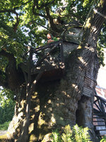 Patrick Blanc in the supposed oldest oak of France, a 1 200 years old estimated Quercus robur, Allouville, Normandy, France, Sept. 2015