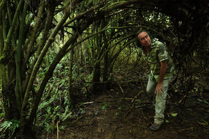 Patrick Blanc in the tunnel created by the arching and rooting branches of a Piper species, Yasuni NP, Ecuador, Aug. 2021