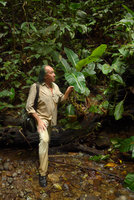Patrick Blanc intrigued by a big Spathiphyllum with unusually Dieffenbachia like developped erect stem stem with long internodes, Utria NP, Choco, Colombia, Nov. 2016