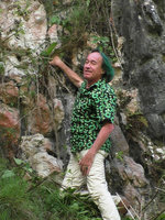 Patrick Blanc, just after climbing on the karst cliff to reach a Begonia sp. nov. individual emerging from a small hole above his head, Buntu Burake, 1050 m asl, Makale, South Sulawesi