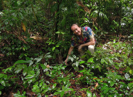 Patrick Blanc, just after heavy rain, among silver leaved Amischotolype gracilis, Tioman, Malaysia, April 2015