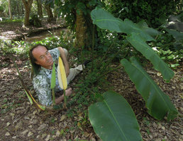 Patrick Blanc laying among the huge leaves and bright yellow inflorescence of Rhaphidophora megaphylla, Xishuangbanna Tropical Botanical Garden, China, June 2016