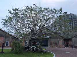 Patrick Blanc laying on a Ficus roots in the artist area, Kaohsiung, Taiwan, Oct. 2015