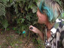 Patrick Blanc lighting with his torch a Begonia pavonina  leaf, thus becoming iridescent, Cameron Highlands, Malaysia