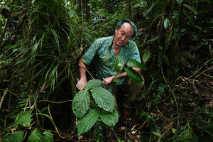 Patrick Blanc looking at a big leaved Elatostema with long inflorescence peduncle,  Imbu Rano, Kolombangara, Solomon Islands, Sept. 2019