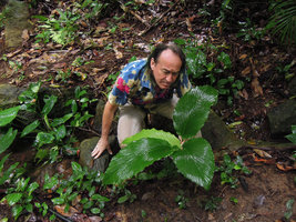 Patrick Blanc looking at a Boesenbergia just after heavy rain , Tioman, Malaysia, April 2015