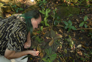 Patrick Blanc looking at a clump of Ardisia primulifolia growing on a shaded earth slope, Victoria peak, Hong Kong, Oct. 2015