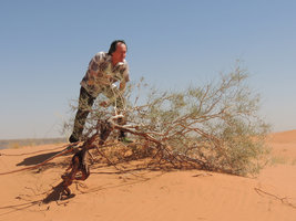 Patrick Blanc looking at a desert shrub, Riyadh province, Saudi Arabia, March 2013