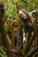 Patrick Blanc looking at a developing frond of an Angiopteris fern, 3000 m asl, Mount Hagen, Papua New Guinea, March 2016