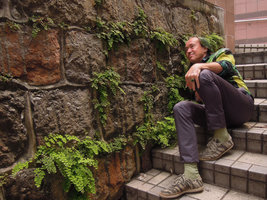 Patrick Blanc looking at Adiantum capillus-veneris growing between the stones of the wall along the escalator, Hong Kong, April 2016
