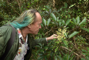 Patrick Blanc looking at a flowering individual of Schefflera heptaphylla, the Peak, Hong Kong, Dec 2015