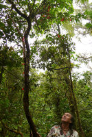 Patrick Blanc looking at a flowering individual of Tagimoucia, the National Flower, Medinilla waterhousei, Taveuni, Fiji, Aug. 2016