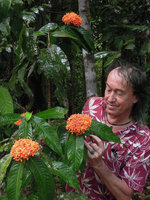 Patrick Blanc looking at a flowering Ixora in forest understory just after a rain shower, Mersing, Malaysia, April 2015