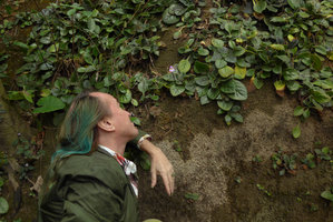 Patrick Blanc looking at a flower of Chirita sinensis, its dense population growing on a concrete retention vertical wall, the Peak, Hong Kong, Dec 2015