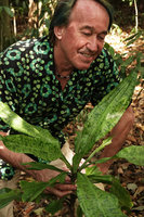 Patrick Blanc looking at a heavily maculate individual of Dracaena cantleyi, base of Gunung Raya, Langkawi, Malaysia, Feb. 2019