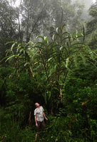 Patrick Blanc looking at a huge Alpinia monopleura in the cloud forest, Wara Barat, Palopo, South Sulawesi, June 2019