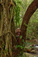 Patrick Blanc looking at a huge form of Ophioglossum pendulum, self installed as epiphyte without nesting in another basket fern, Biausevu, Viti Levu, Fiji, Aug. 2016